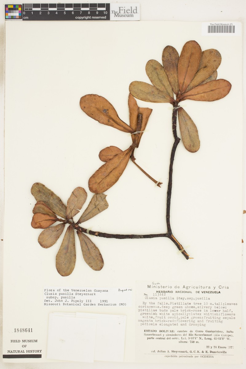 Clusia pusilla subsp. pusilla