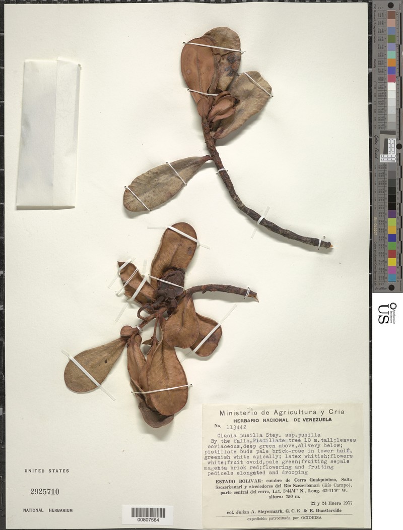 Clusia pusilla subsp. pusilla photo 2