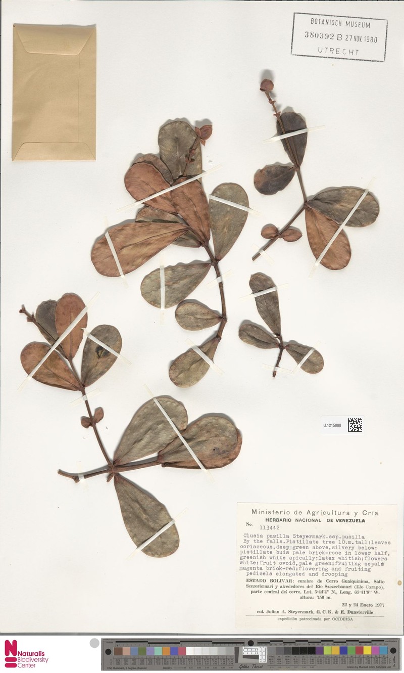 Clusia pusilla subsp. pusilla photo 3