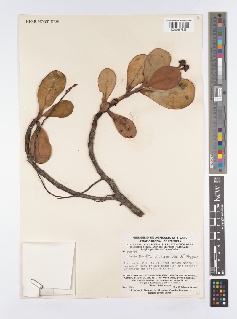 Clusia pusilla subsp. pusilla photo 4