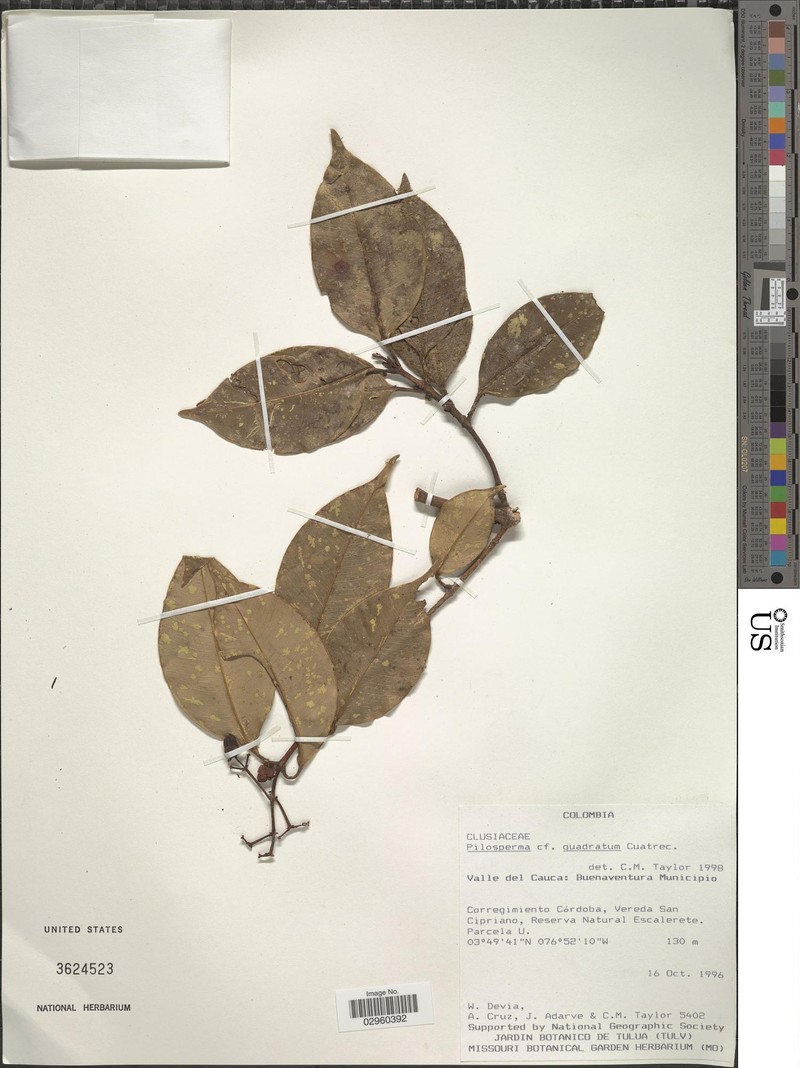 Clusia quadrata