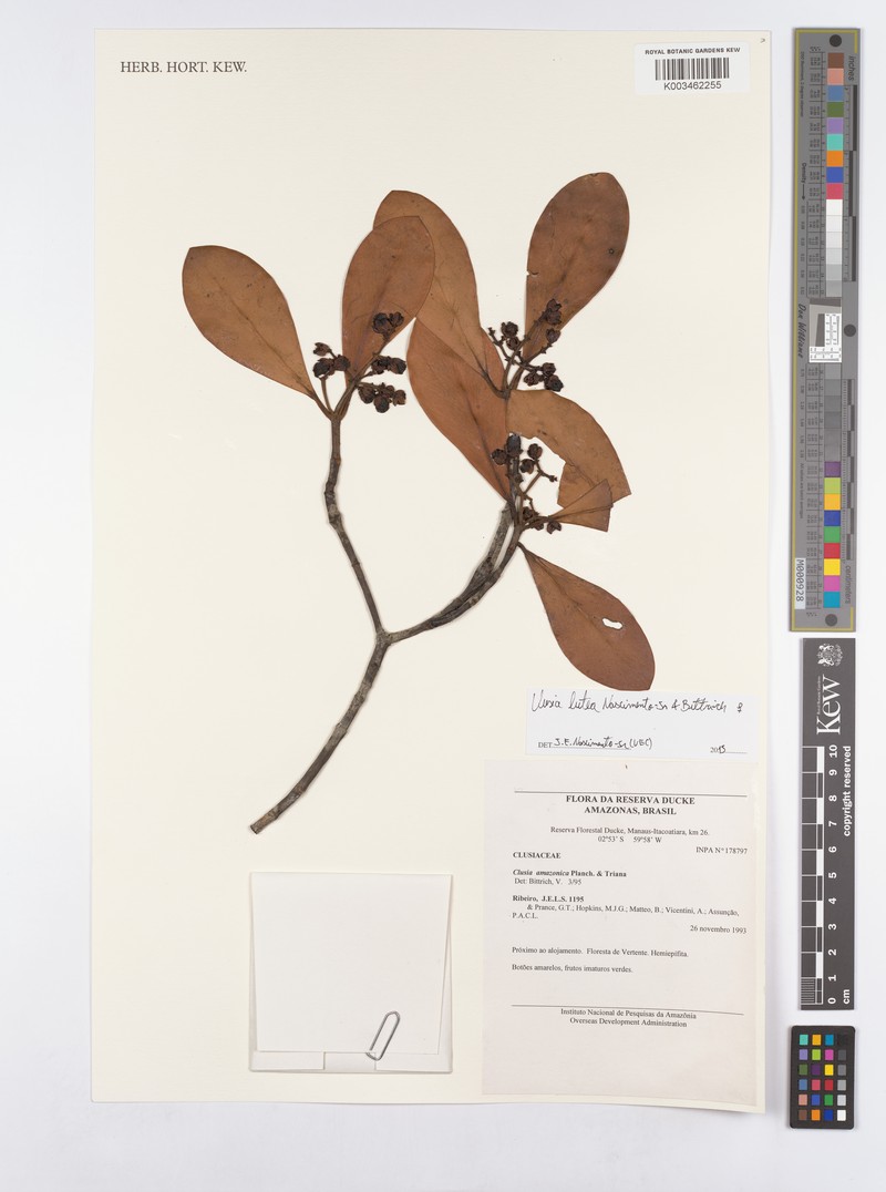 Clusia rubrifructa