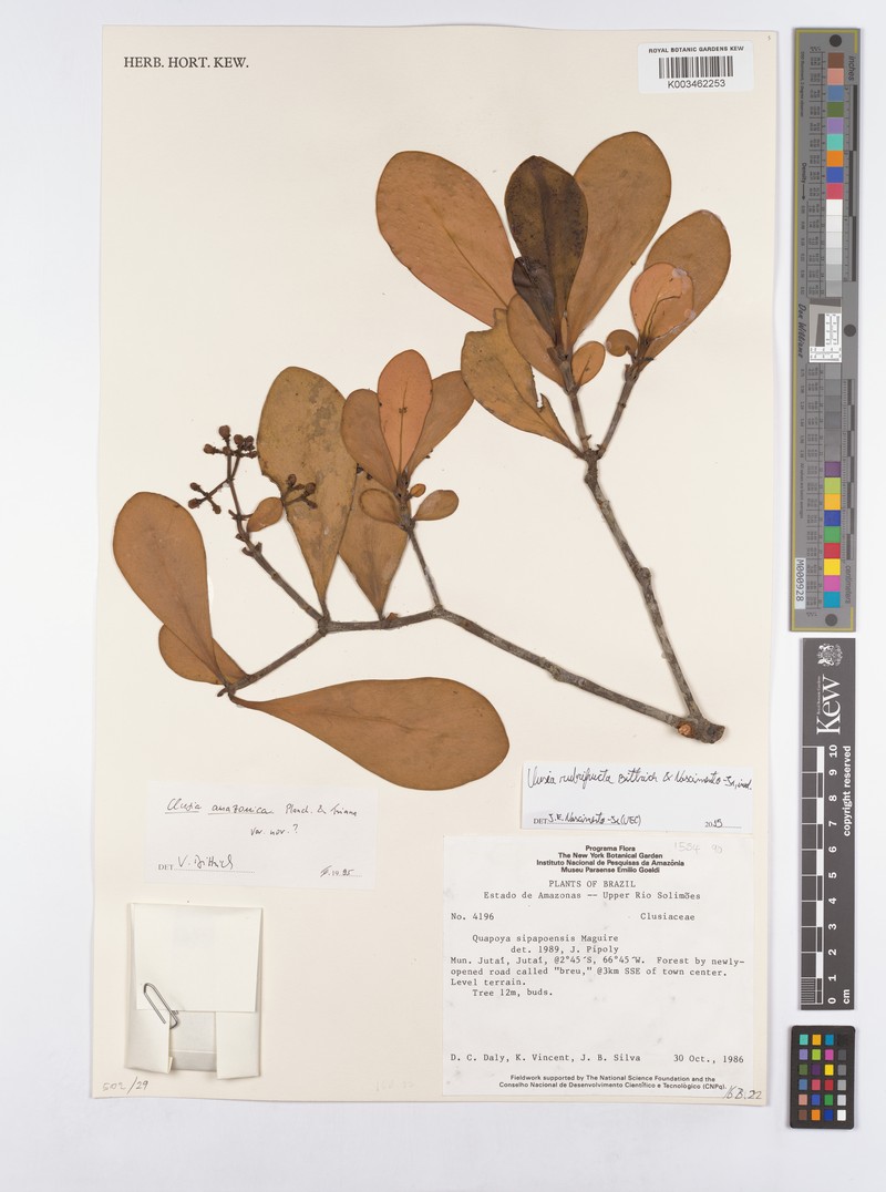 Clusia rubrifructa photo 2