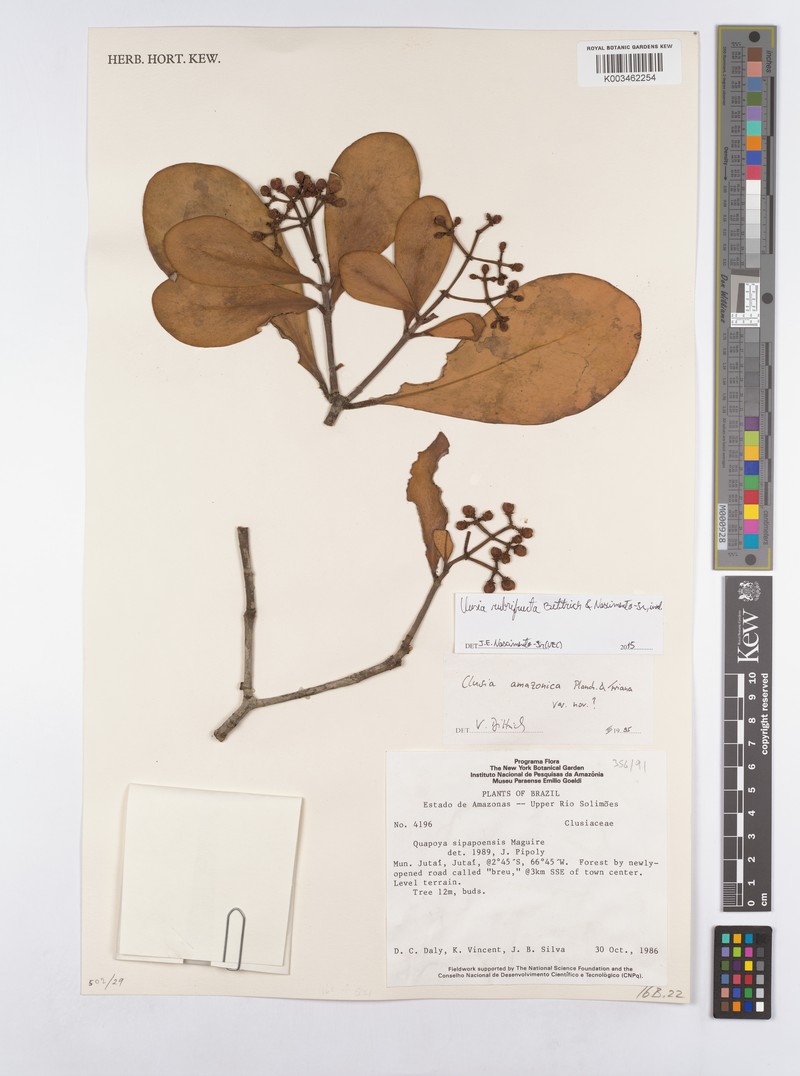 Clusia rubrifructa photo 3