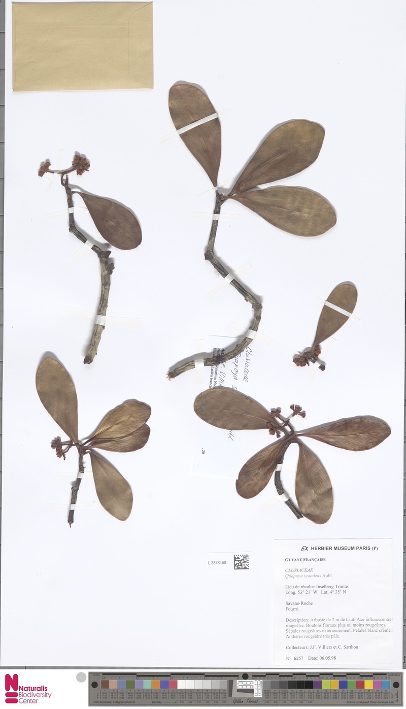 Clusia scandens photo 2