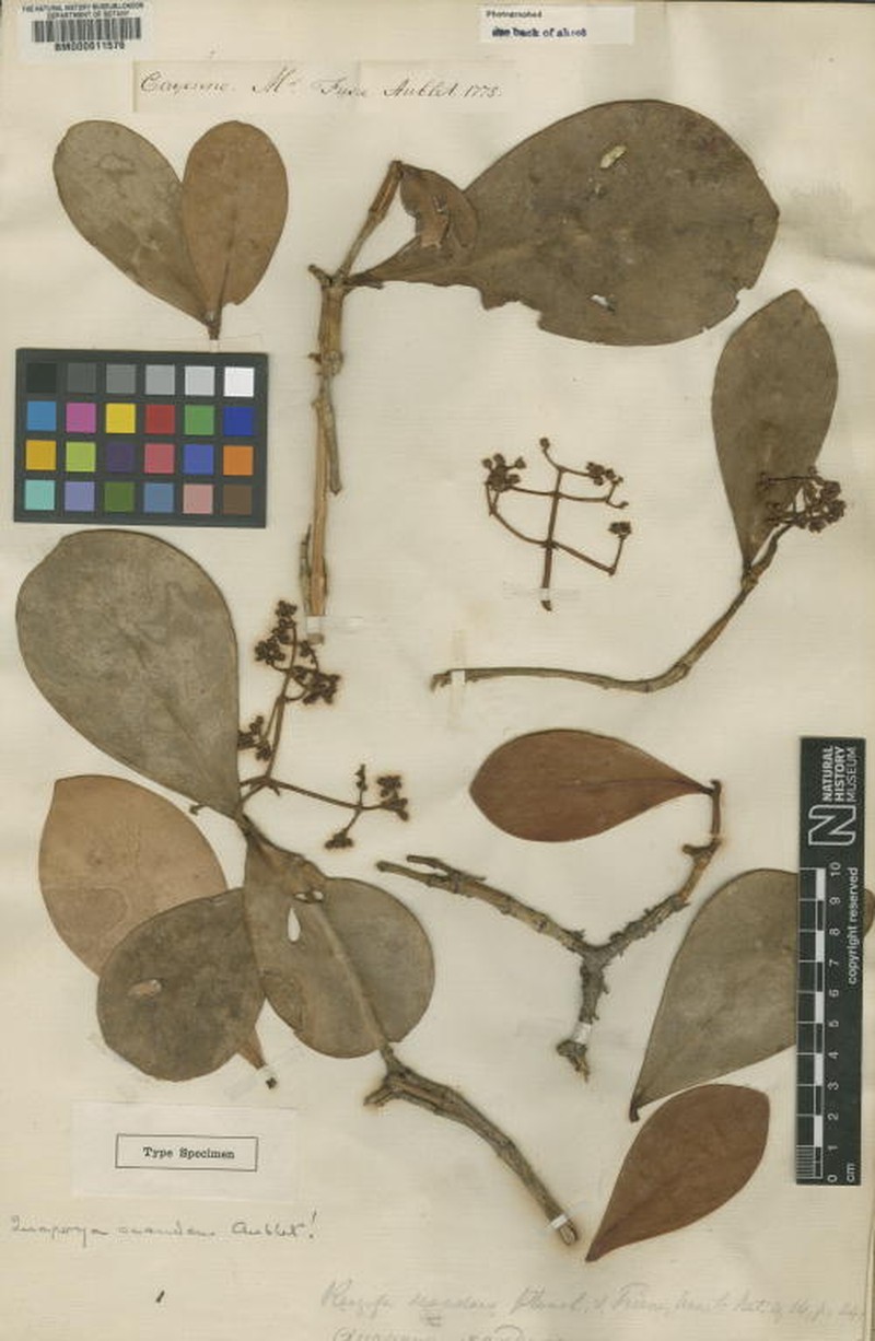 Clusia scandens