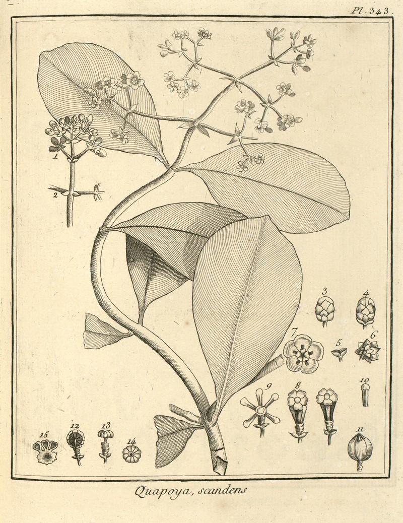 Clusia scandens photo 3