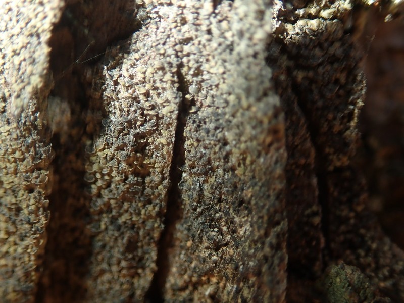 Clypeococcum Lichen