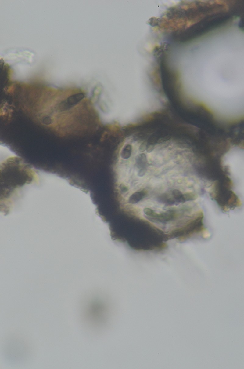 Clypeococcum Lichen photo 2