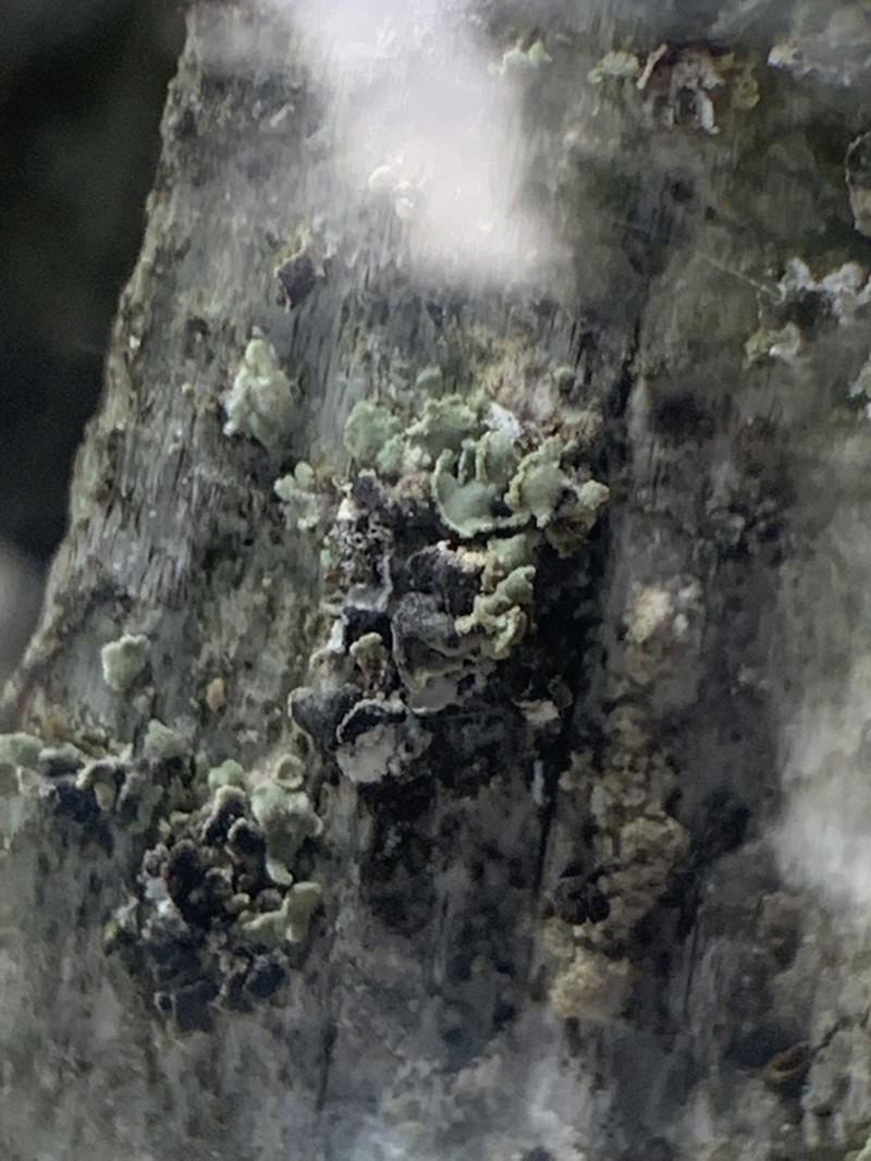 Clypeococcum Lichen photo 3
