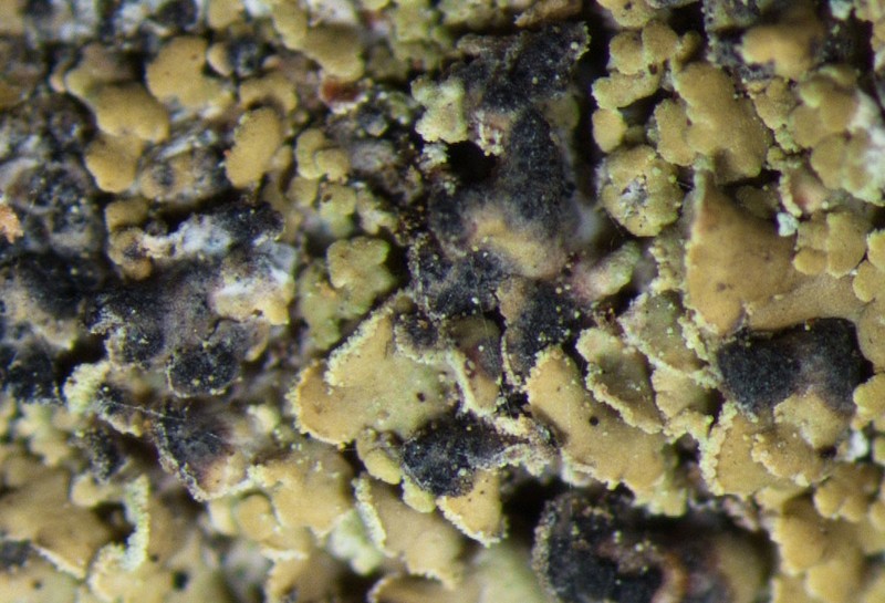 Clypeococcum Lichen photo 4