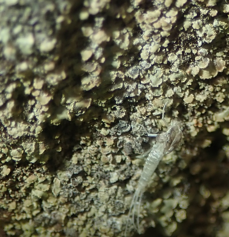 Clypeococcum Lichen photo 5