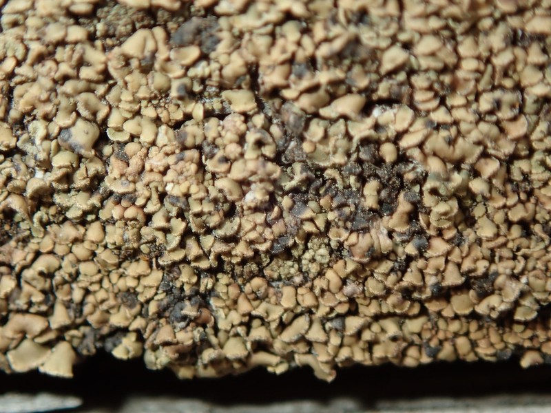 Clypeococcum Lichen photo 6