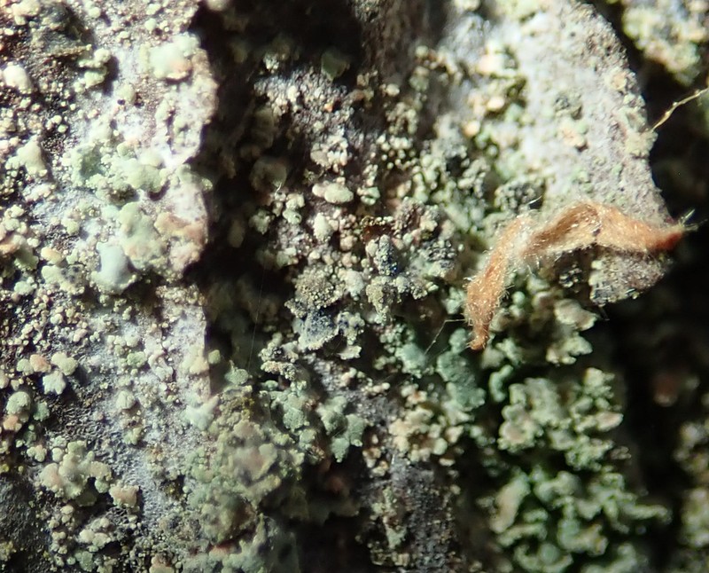 Clypeococcum Lichen photo 7