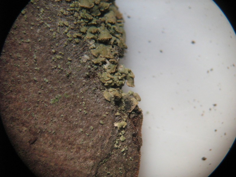 Clypeococcum Lichen photo 8