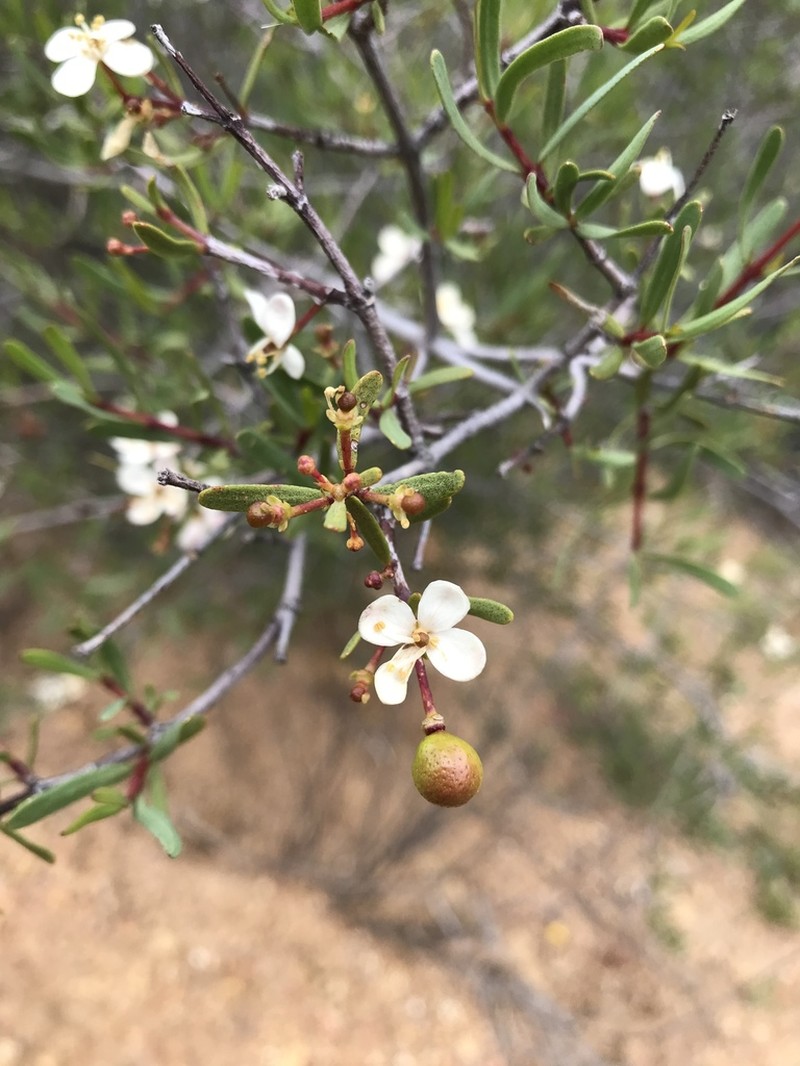 Bush Rue photo 6