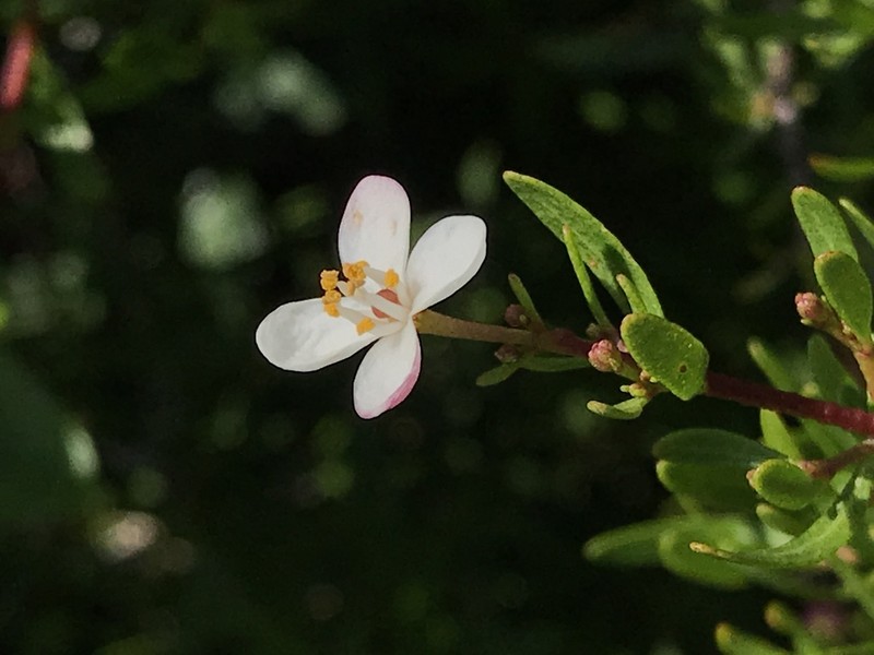 Bush Rue photo 7