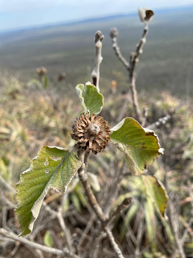 Cnicothamnus azafran