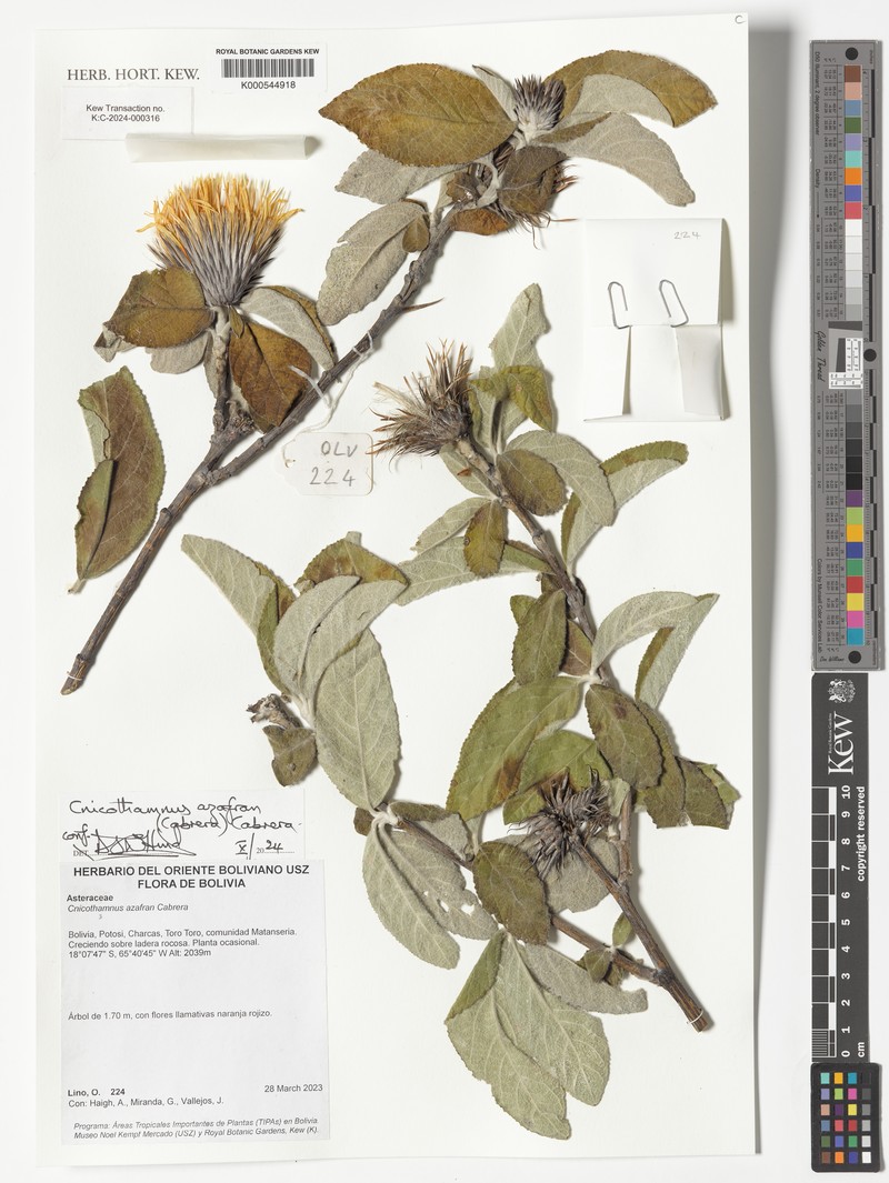 Cnicothamnus azafran photo 2