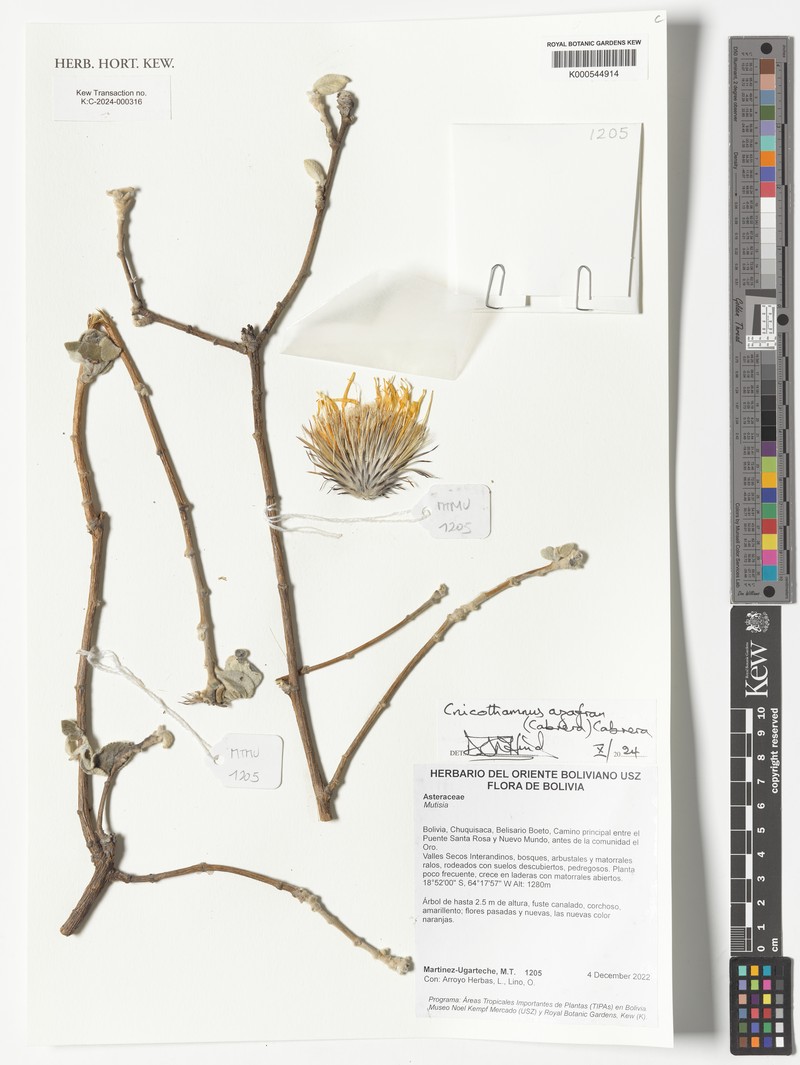 Cnicothamnus azafran photo 3