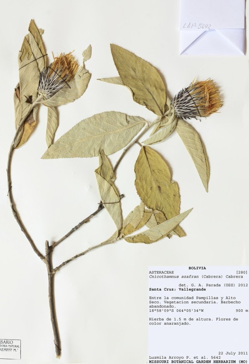 Cnicothamnus azafran photo 4