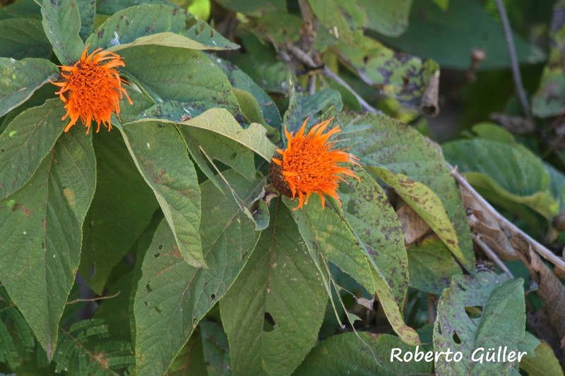 Cnicothamnus lorentzii