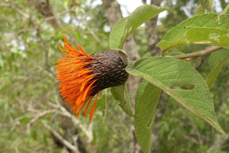 Cnicothamnus lorentzii photo 2