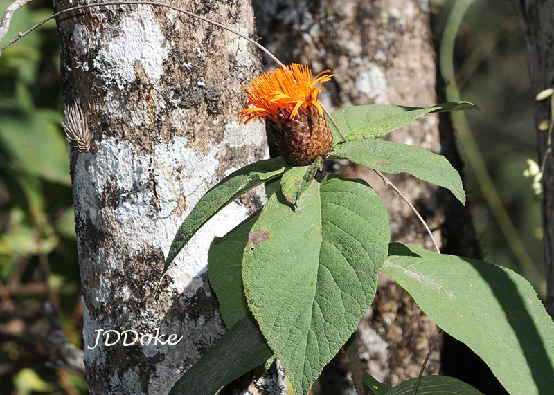Cnicothamnus lorentzii photo 3