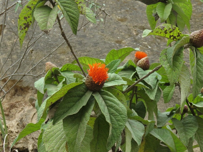 Cnicothamnus lorentzii photo 5