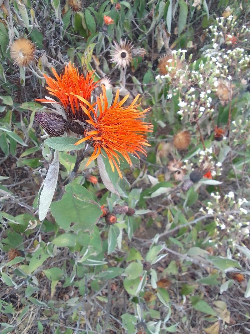 Cnicothamnus lorentzii photo 7