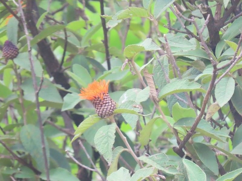 Cnicothamnus lorentzii photo 8