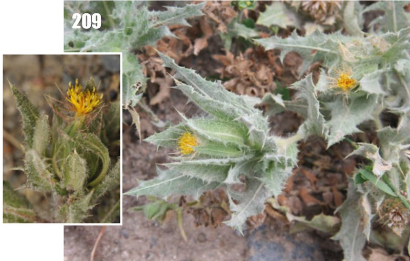 Blessed Thistle photo 3