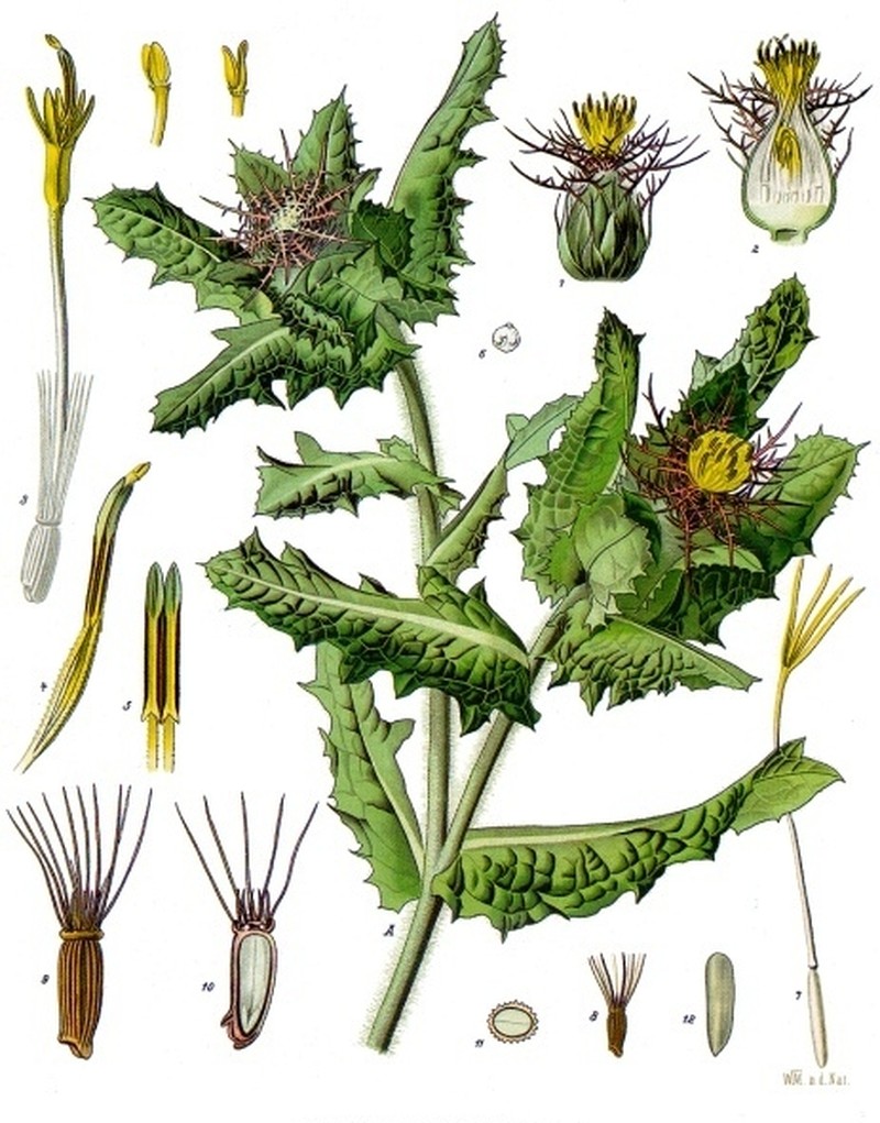 Blessed Thistle photo 4