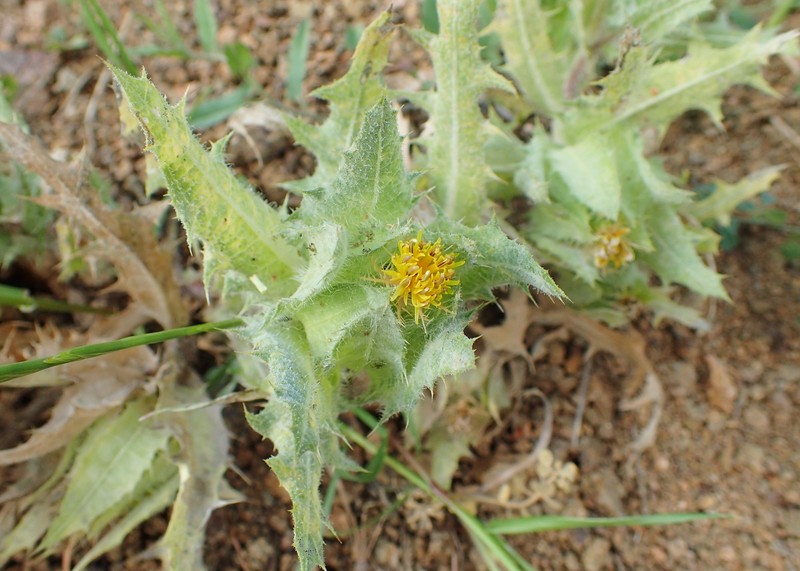 Blessed Thistle photo 2