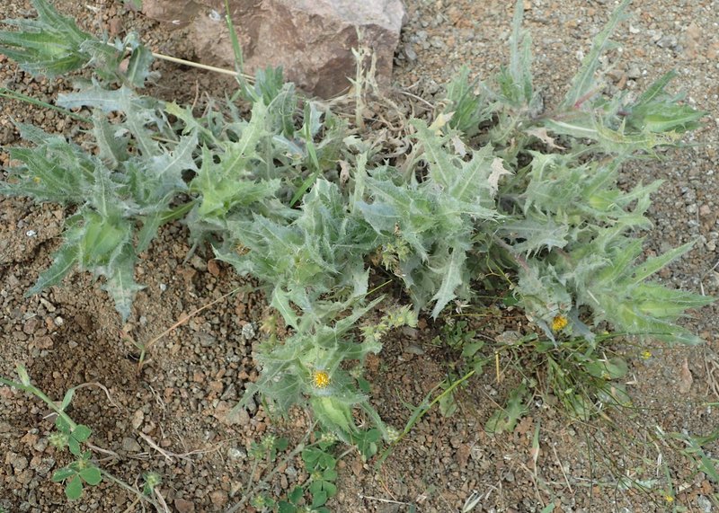Blessed Thistle photo 5