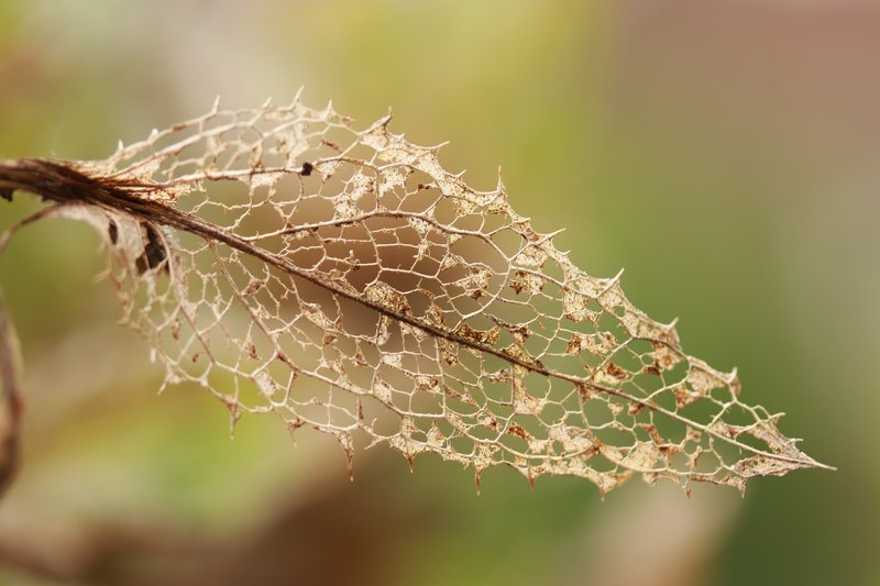 Blessed Thistle photo 6