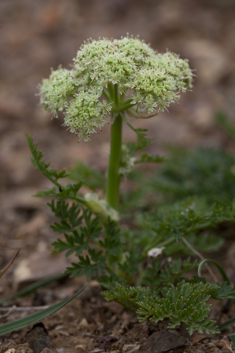 Jakutsk Snowparsley
