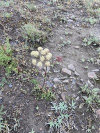 Jakutsk Snowparsley