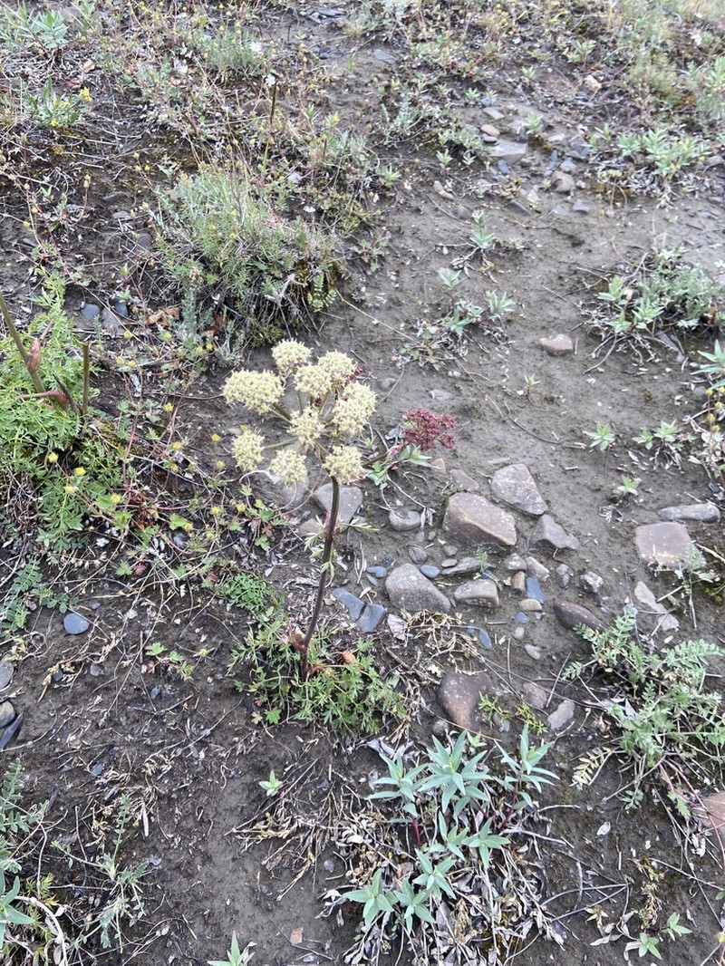 Jakutsk Snowparsley