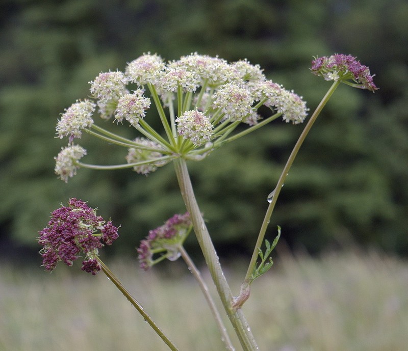 Jakutsk Snowparsley photo 2