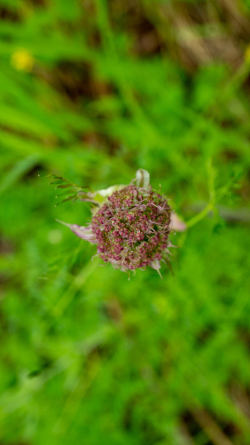 Jakutsk Snowparsley photo 3