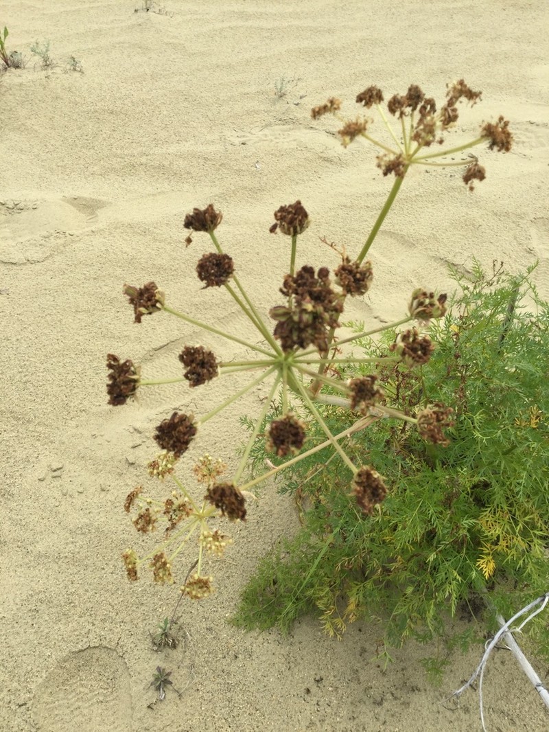 Jakutsk Snowparsley photo 4