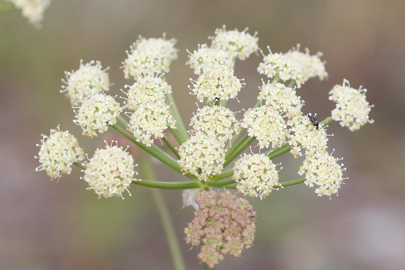 Jakutsk Snowparsley photo 5