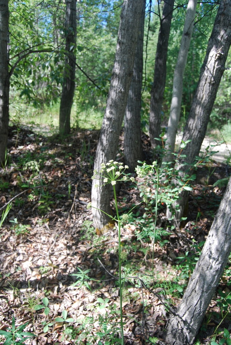 Jakutsk Snowparsley photo 6