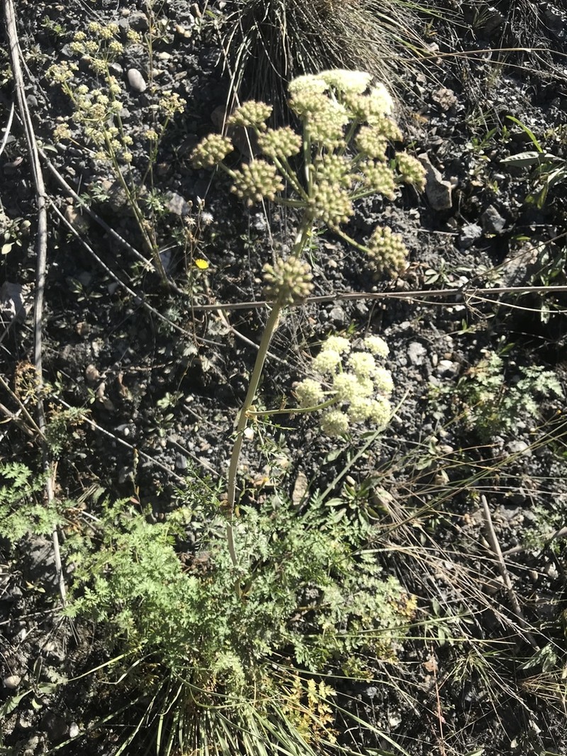 Jakutsk Snowparsley photo 7