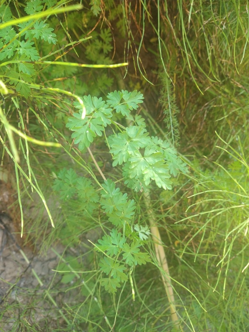 Jakutsk Snowparsley photo 8