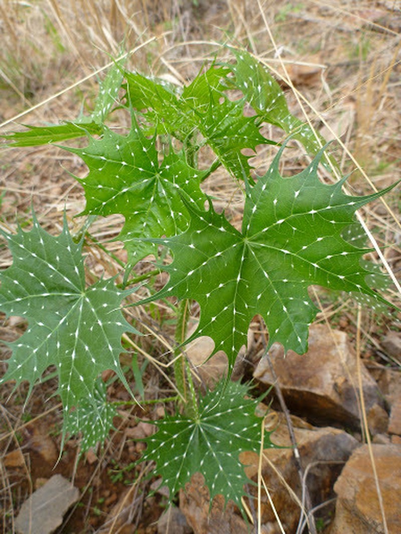Mala Mujer photo 2