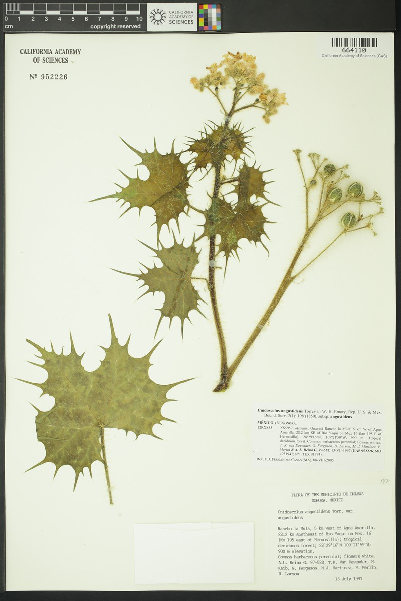 Cnidoscolus angustidens subsp. angustidens