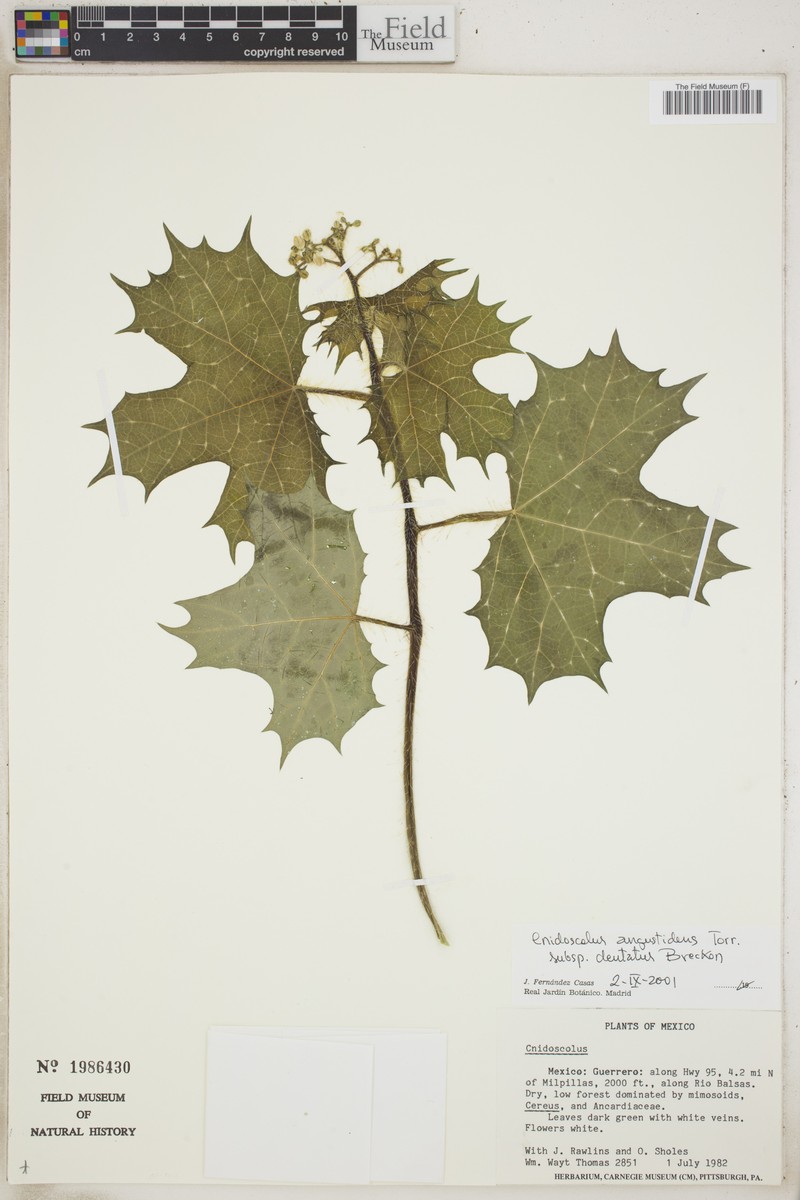 Cnidoscolus angustidens subsp. angustidens photo 2