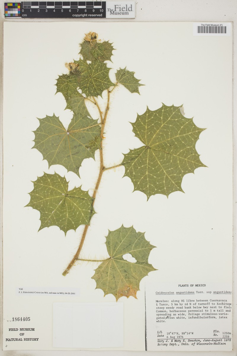 Cnidoscolus angustidens subsp. angustidens photo 3